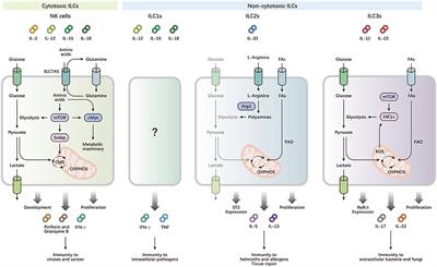Metabolism of Natural Killer Cells and Other Innate Lymphoid Cells